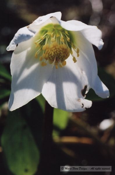 Helleborus