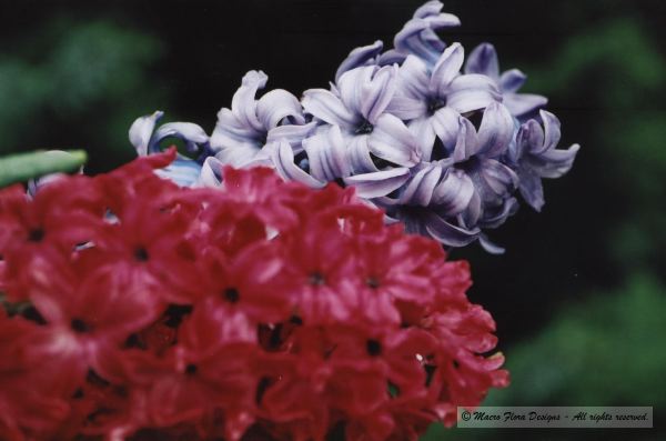 Hyacinths