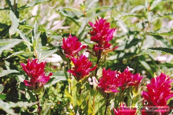 Bunch of Paintbrush