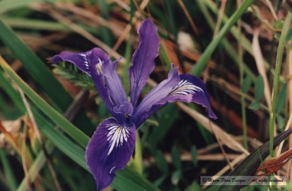 Purple Iris