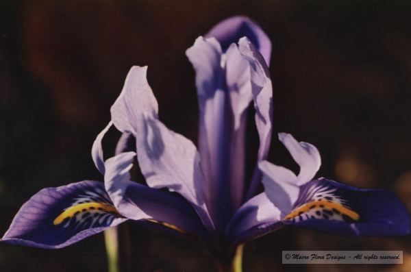Purple Iris