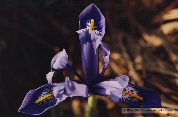 Purple Iris 