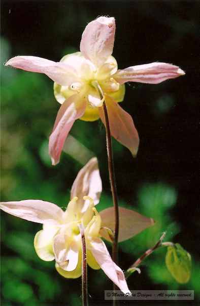 Red Columbines