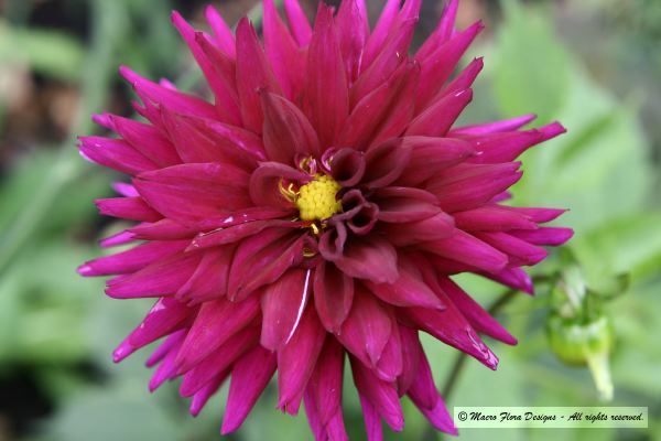 Red Dahlia