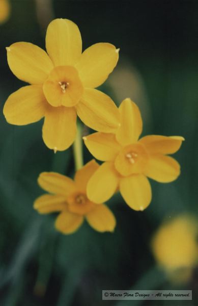 Rupicola Daffodils