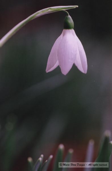 Snowdrop