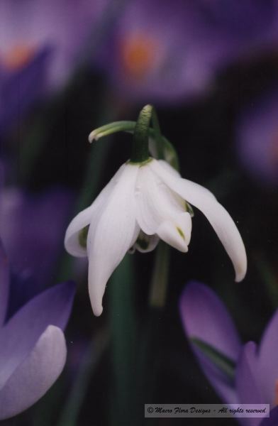 Snowdrop