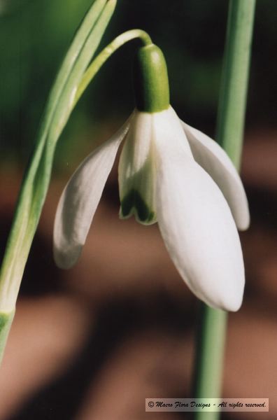 Snowdrop 