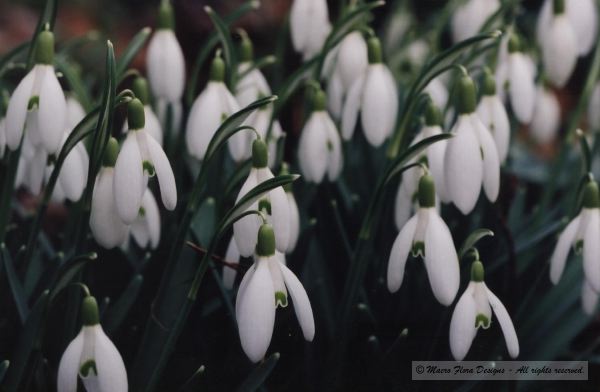 Snowdrops