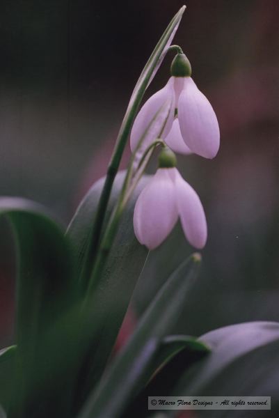 Snowdrops