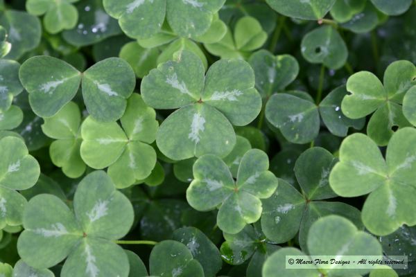 Sorrel