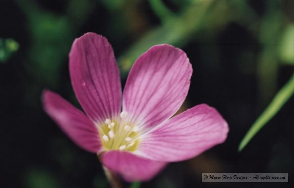 Sorrel 