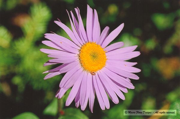 Tall Purple fleabane