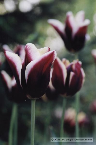Tulip