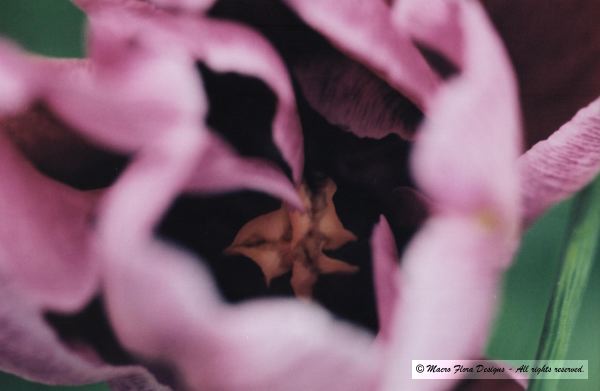 Tulip