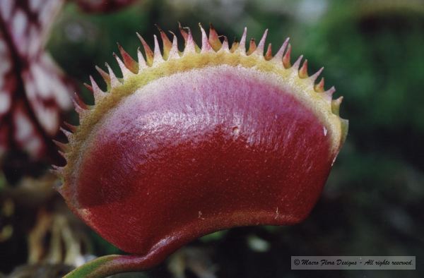 Venus Fly Trap 