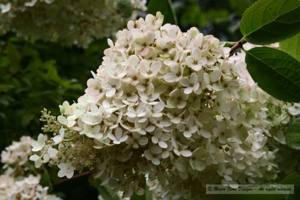 White Hydrangea