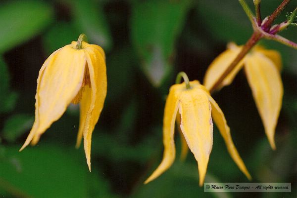 Wild Clematis 