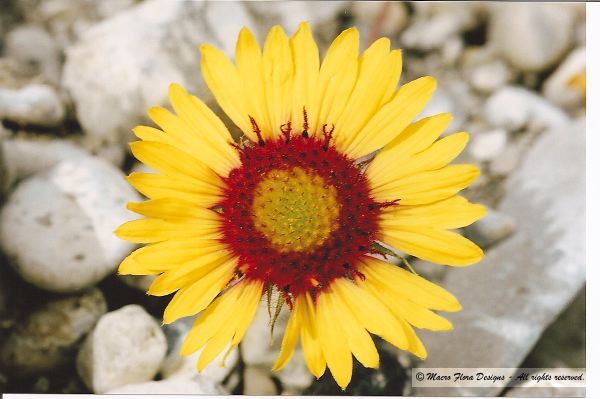 Wild Gaillardia