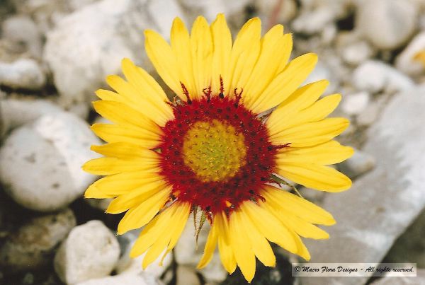 Wild Gaillardia
