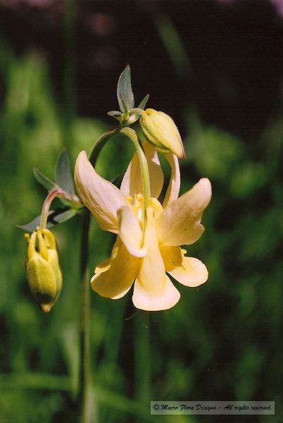 Yellow Columbine
