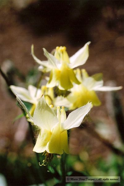 Yellow Columbines