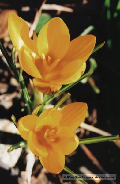 Yellow Crocii