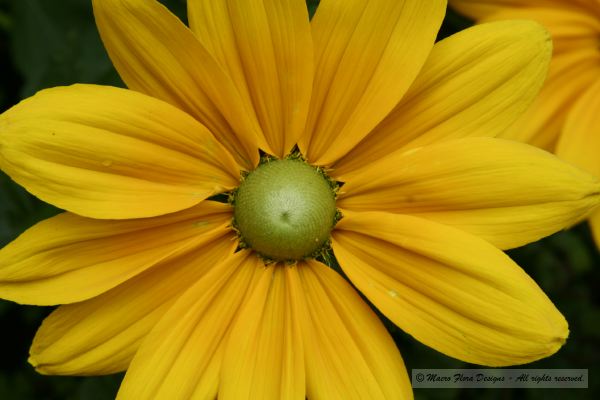 Yellow Dahlia
