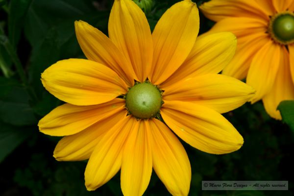 Yellow Dahlias