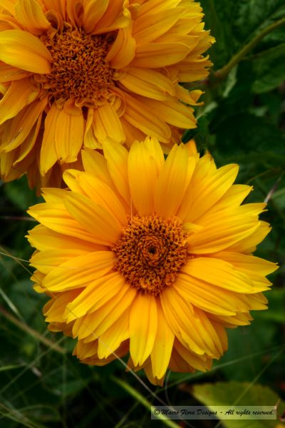 Yellow Daisies 