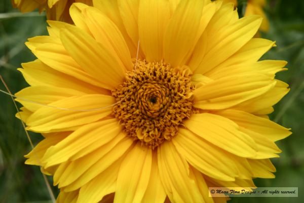 Yellow Daisy