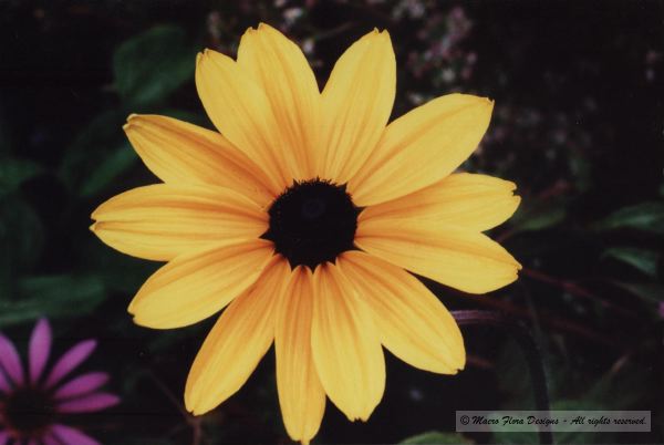 Yellow Daisy