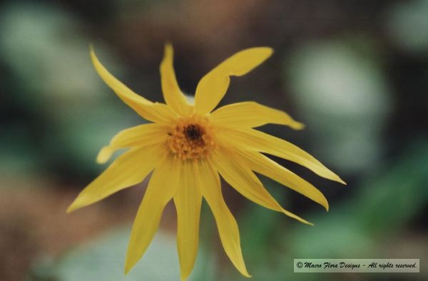 Yellow Flower