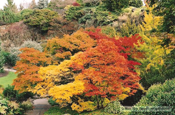 Fall Colors