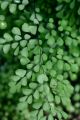 Adiantum Fern