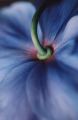 Himalayan Poppy
