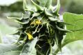 Budding Sunflower