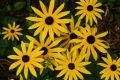 Bunch of Cone Flowers