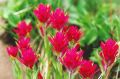 Bunch of Paintbrush