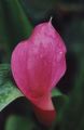 Pink Calla Lily 