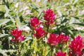 Bunch of Paintbrush