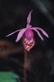 Calypso Lady Slipper