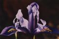 Purple Iris