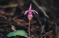 Calypso Lady Slipper 