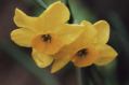 Rupicola Daffodils