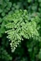 Adiantum Fern