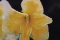 Cassata Daffodil