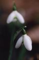 Snowdrops 