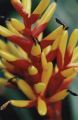 Tropical Plant