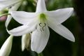 White Lady